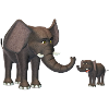 elephants