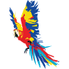 Parrot