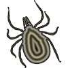 tick