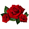 roses