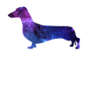 Dachshund Galaxy Dog Gift