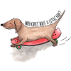 Teckel Longboard Chiens Sieste