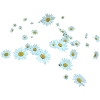 marguerite