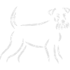 Schnauzer drawing (dog )