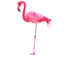 Pink Flamingo