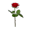 Rose red