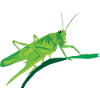Grasshopper grasshopper insect vegetarian gift