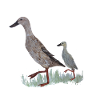 Indian Runner duck