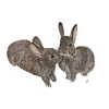 rabbit