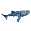 Whale shark