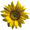 Sonnenblume