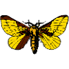 moth