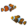 0029 Clown fish