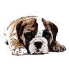 boxer puppy