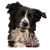 Border Collie Bandana