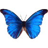 Blue butterfly