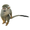 singe
