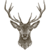 Deer Antlers