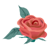Rose flower