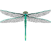 dragon-fly