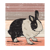 Dutch rabbit