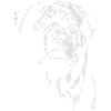 ROTTWEILER Hundeportrait Wilsigns Hunde Hund
