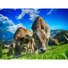 grazing cows