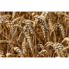 ears of wheat