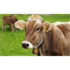 Cow with bell