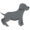 Cute Dog