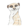 meerkat