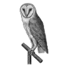 owl