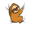 Sloth clings tight