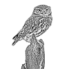Little Owl