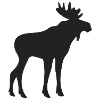 Moose
