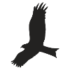 Oiseau Freedom Liberté Sauvage Cadeau