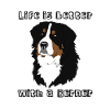 Bernese Mountain Dog
