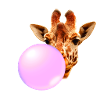 Giraffe With Chewing Gum