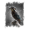 Bird in the rain
