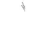 Lavendel