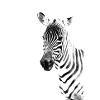 Zebra head