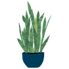 Sansevieria