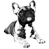 chiot bouledogue français
