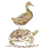 Goose is riding turtle