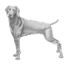 Weimaraner