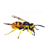 wasp