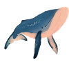 Whale illustration