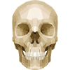 Polygonal skull