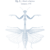 Mantis religiosa - bleue