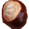 chestnut